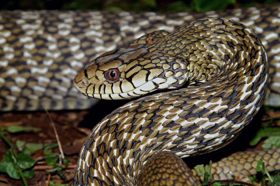 Elaphe carinata