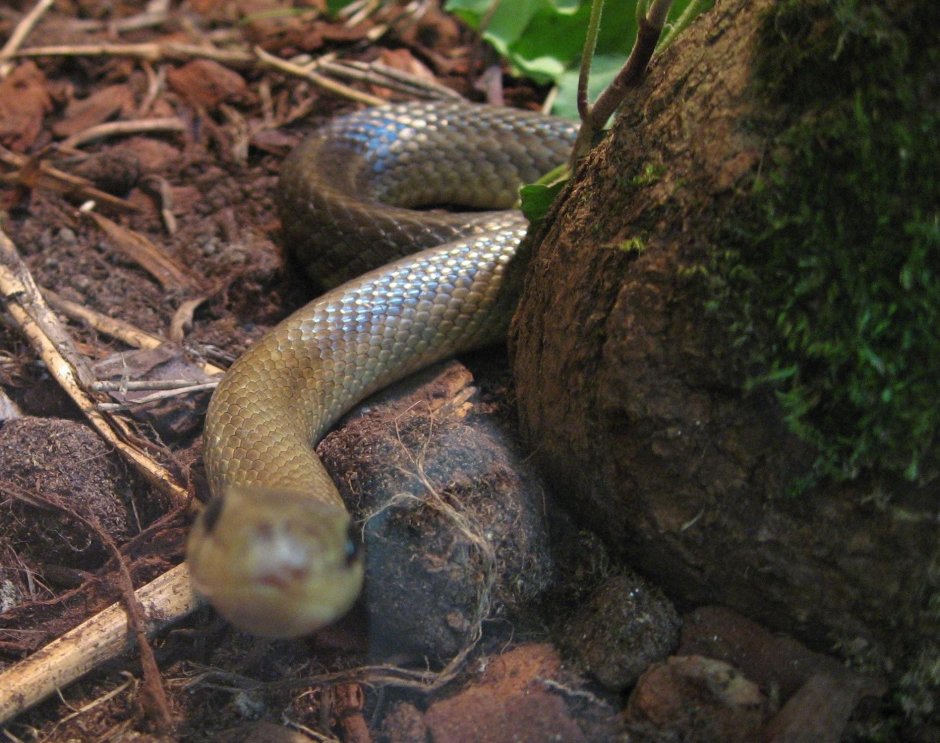 Полоз эскулапов (zamenis longissimus)