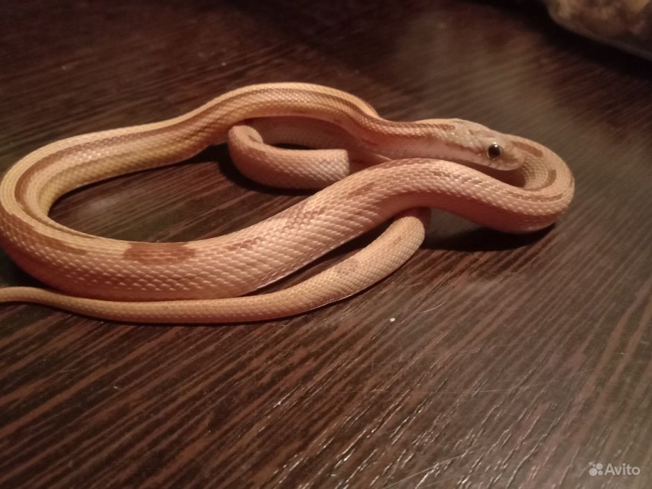 Маисовый полоз Anery Caramel Stripe (Cub)
