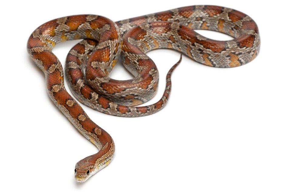 Elaphe guttata Miami