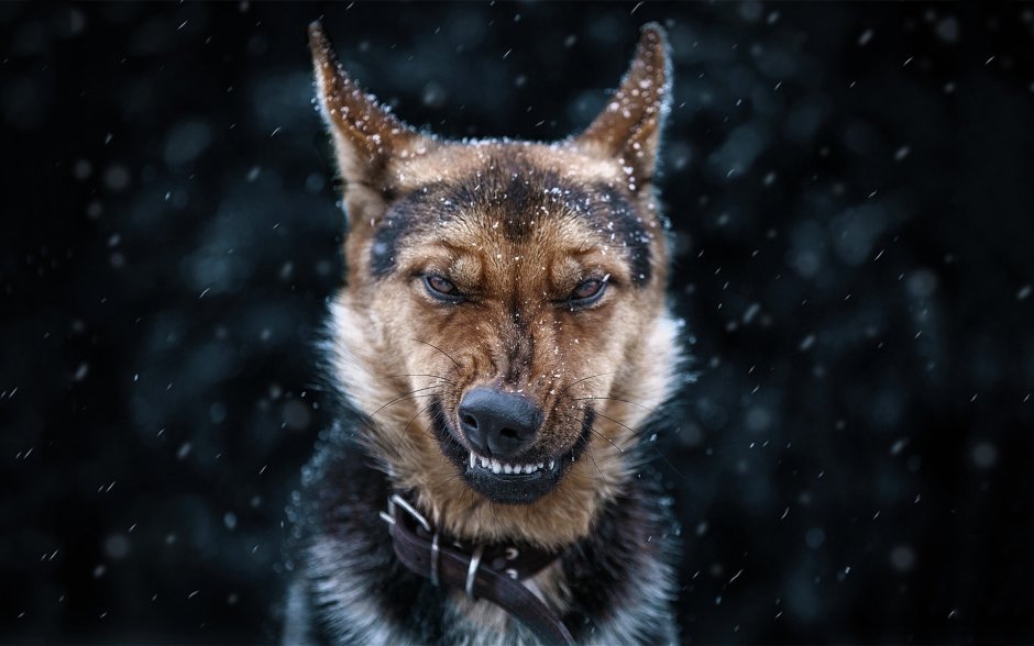 Злой пес