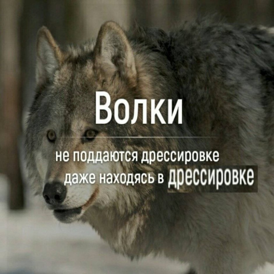 Цитаты волка