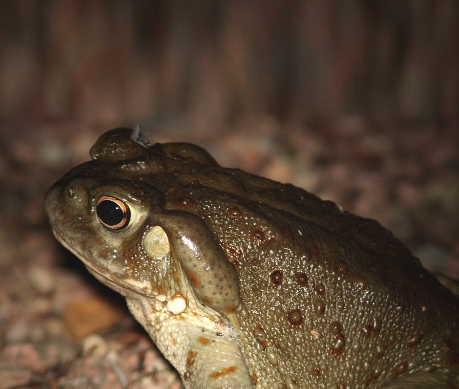 Жаба колорадская (Bufo Alvarius)