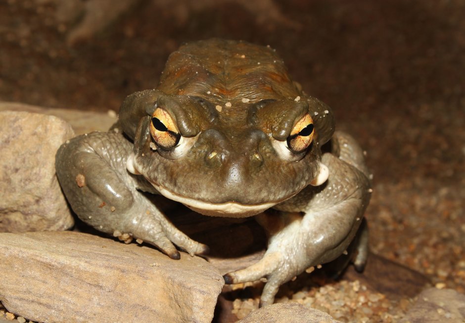 Жаба колорадская (Bufo Alvarius)