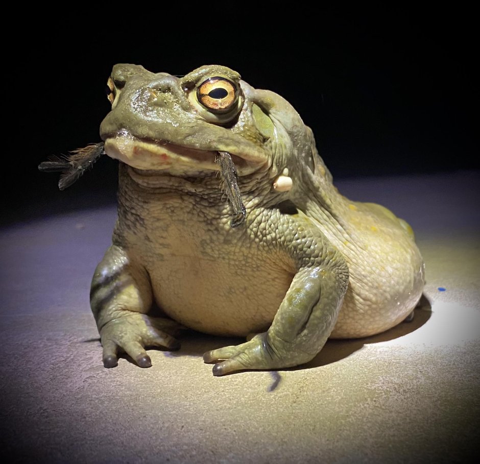 Жаба колорадская (Bufo Alvarius)