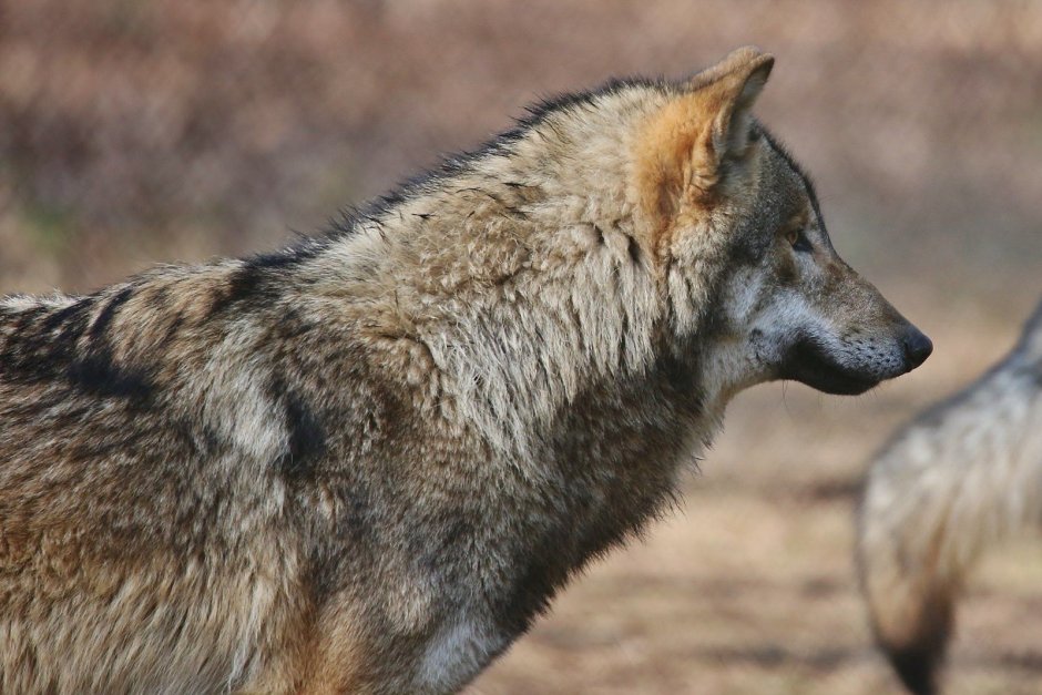 Кенайский волк canis Lupus alces