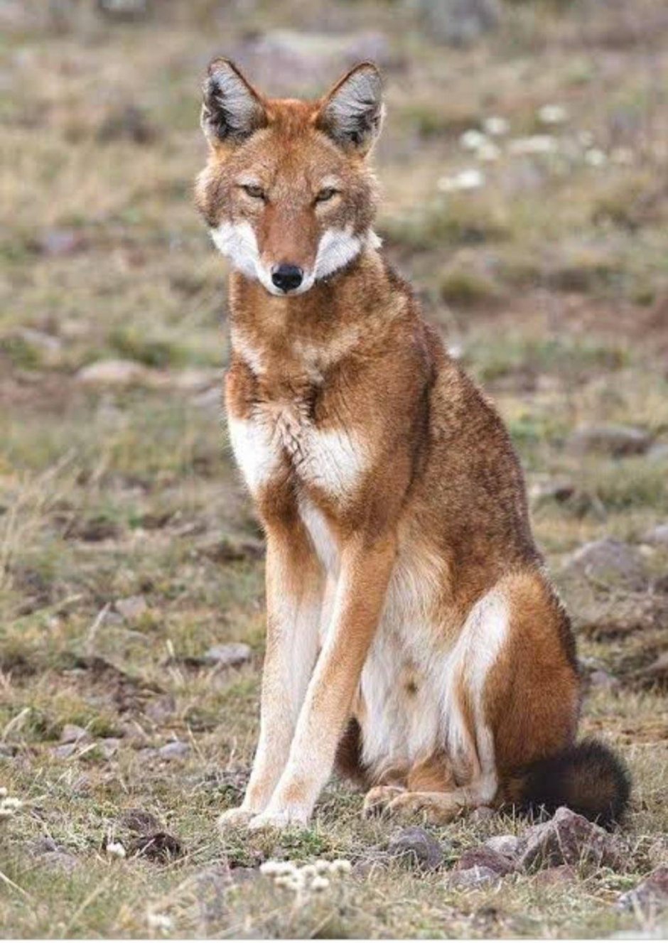 Canis simensis