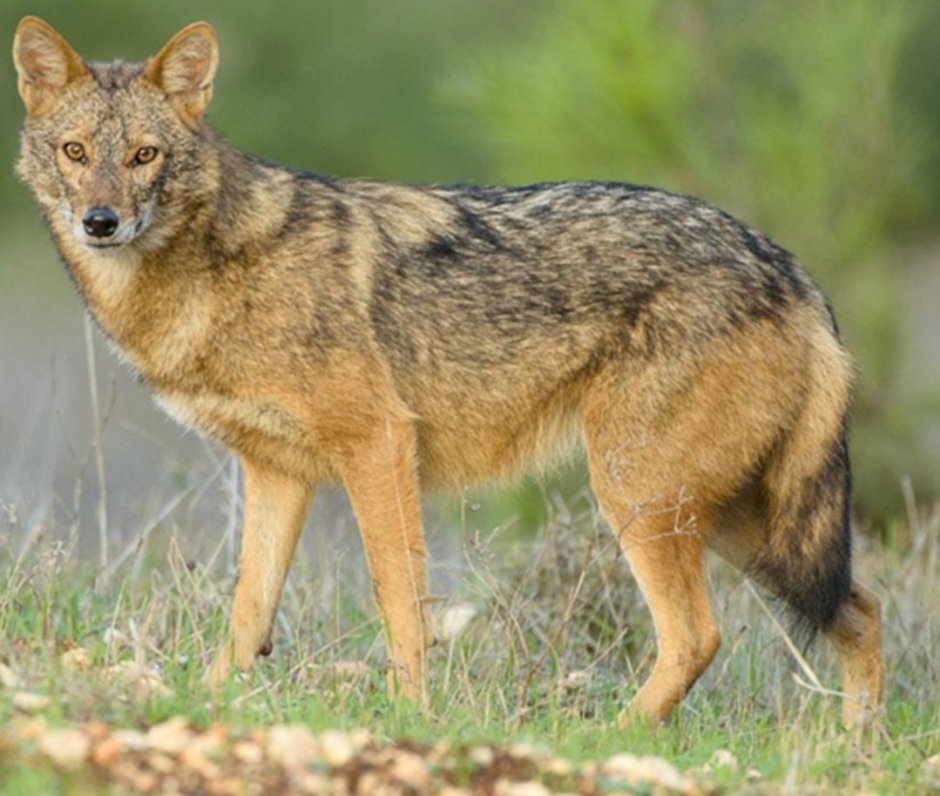 Canis simensis