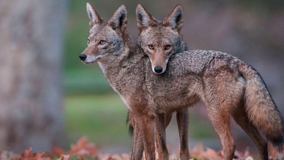 Луговой волк canis Latrans