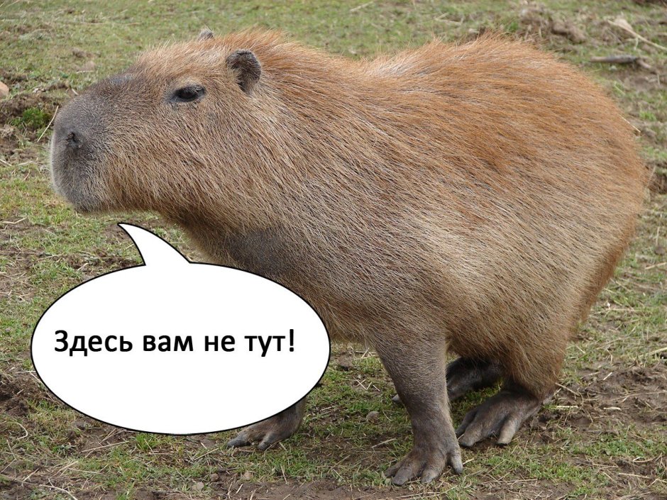 Прикольные капибары