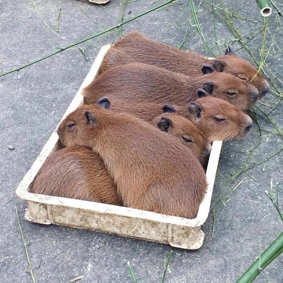Капибара Кузьма