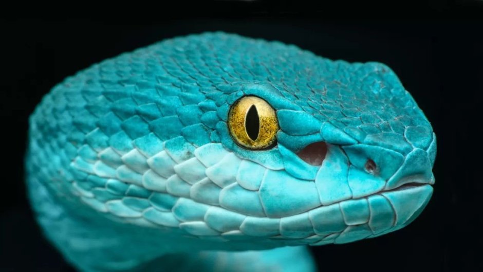 Голубая комодская куфия (Trimeresurus insularis