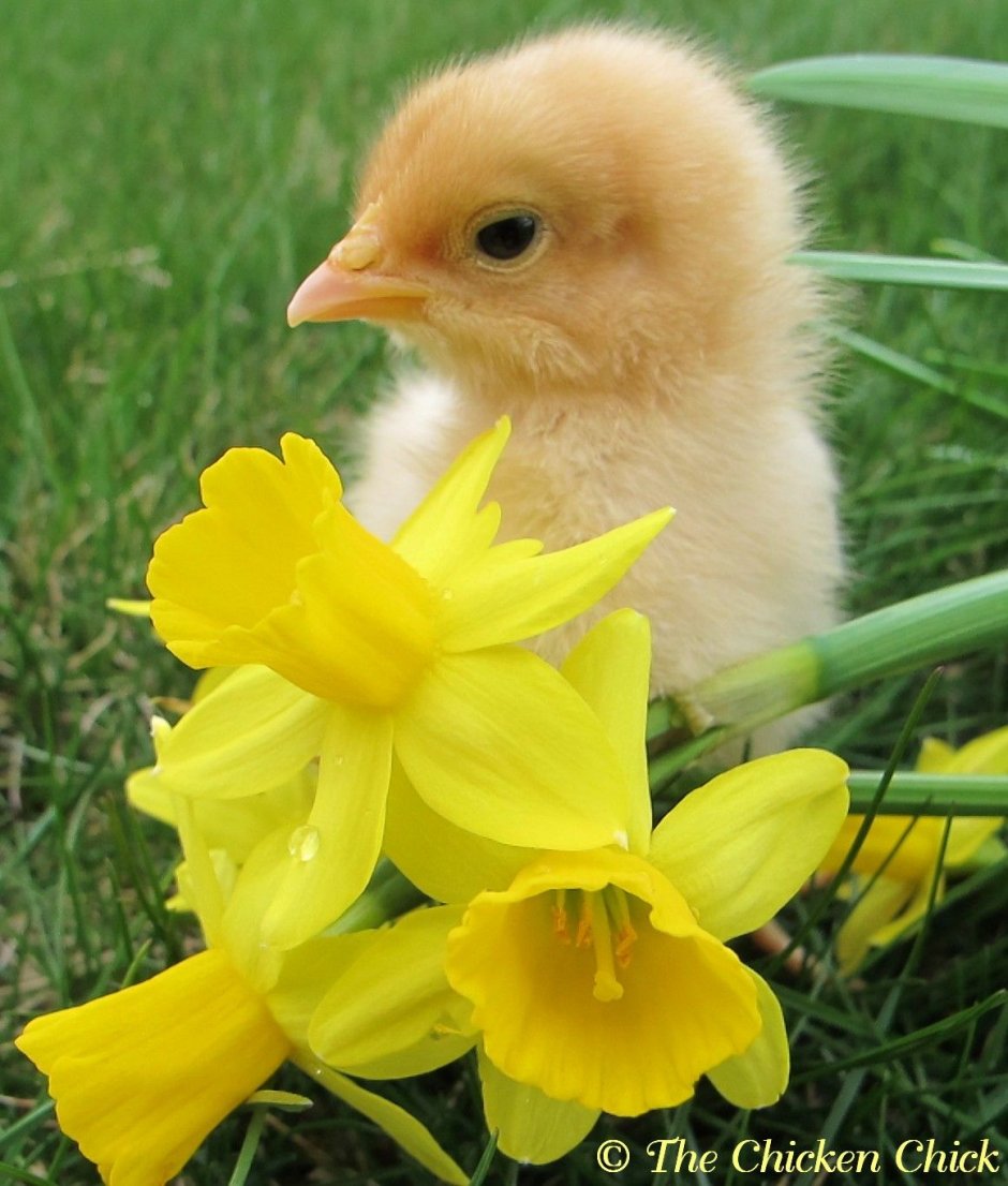 The Chicken chick цыпленок