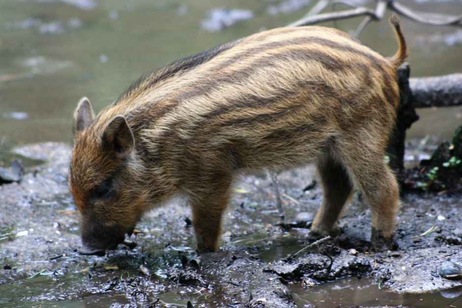 Европейский дикий кабан sus scrofa Ferus