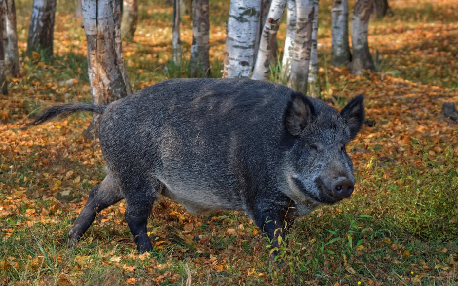Дикий кабан в Крыму