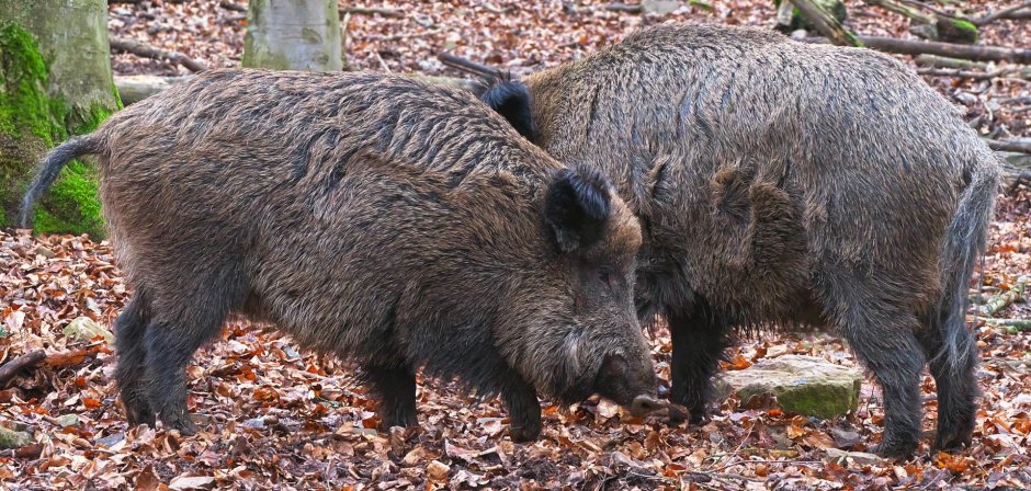 Кабан - sus scrofa l.,1758