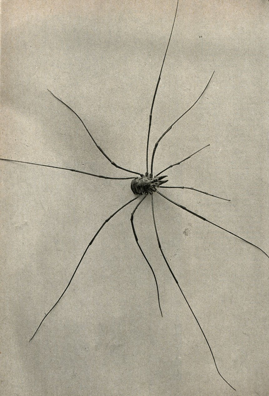 Жук сенокосец