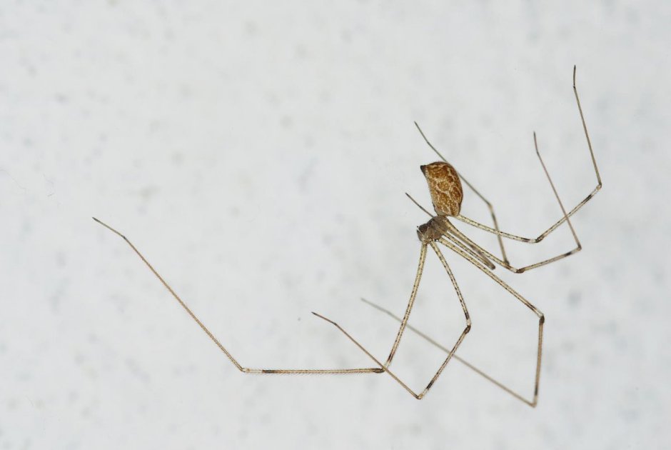 Cellar Spiders Daddy long Legs