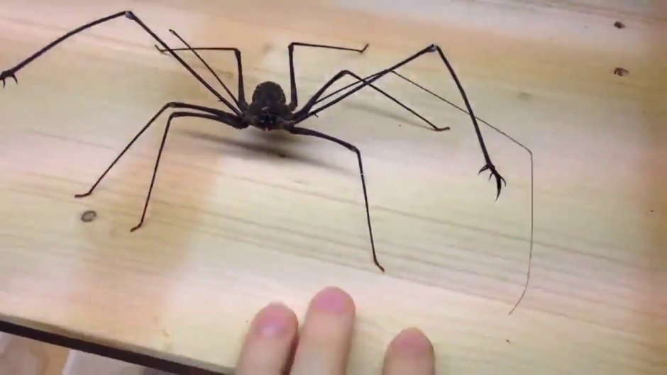 Паук с длинными лапками и клешнями