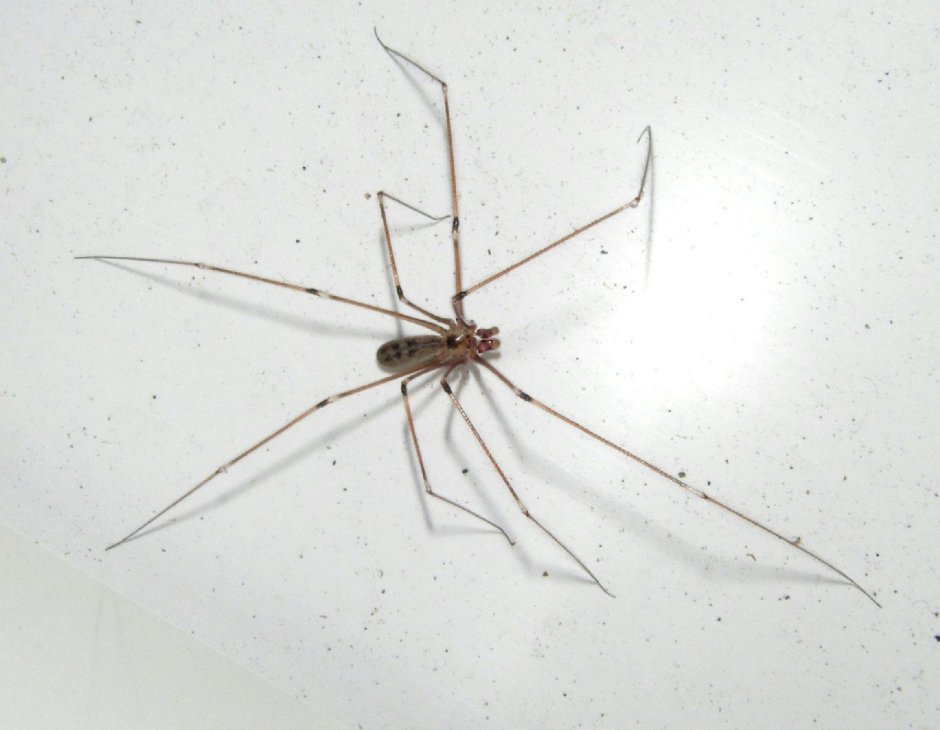 Pholcus phalangioides