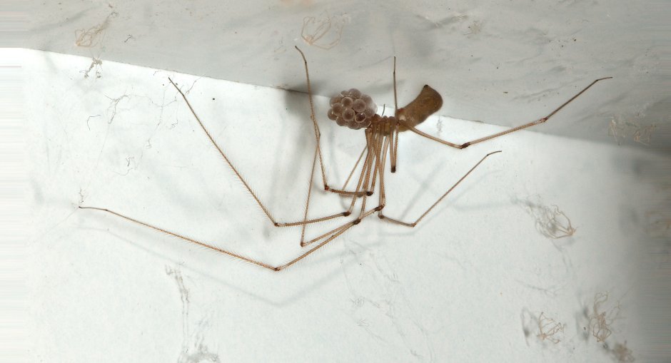 Pholcus phalangioides спаривание