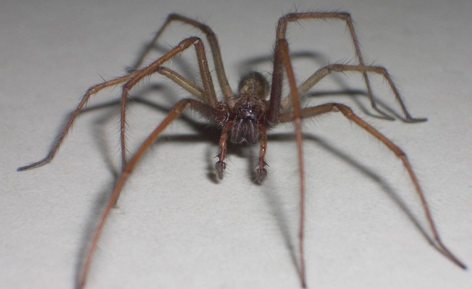 Паук Tegenaria atrica