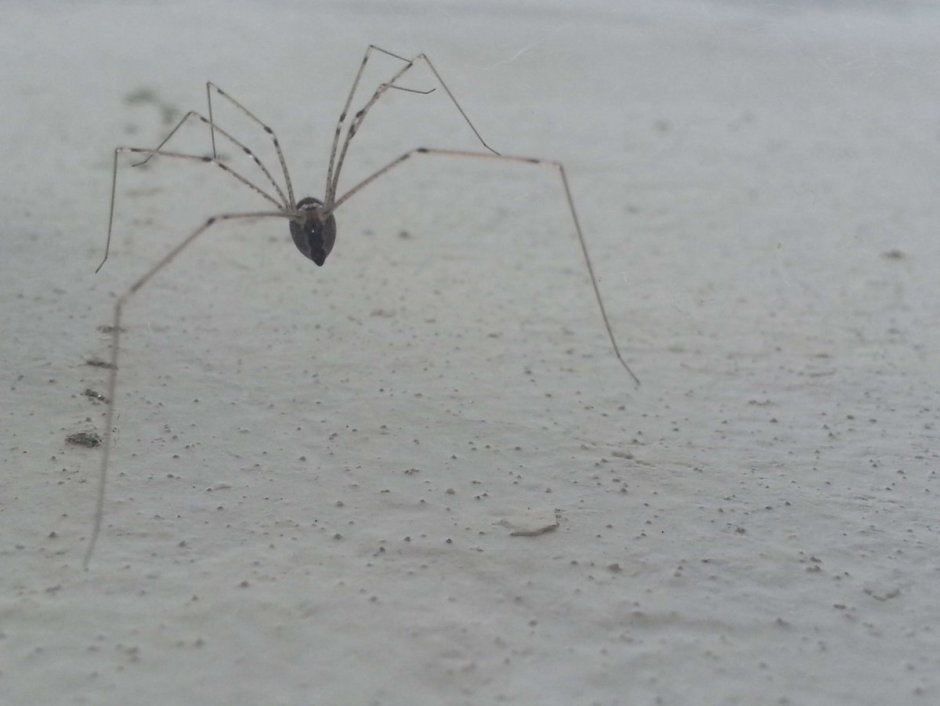 Паук с длинными тонкими ножками