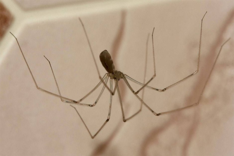 Сенокосец паук ядовит