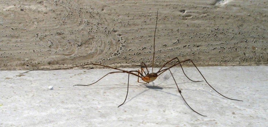 Серый сенокосец