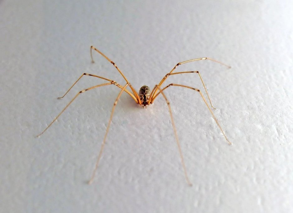 Daddy long Legs паук