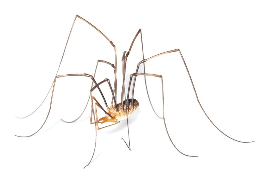 Сенокоскей на белом оне