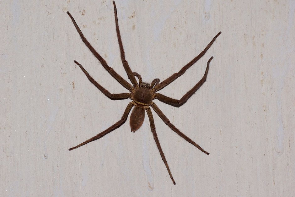 Паук гетеропода венатория