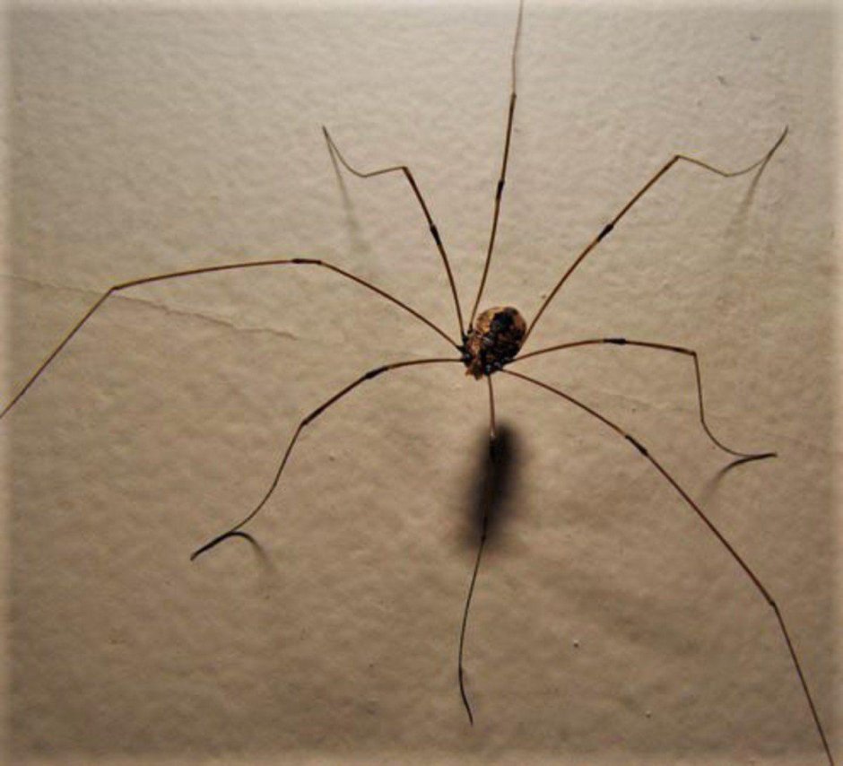 Паук Дэдди Лонг