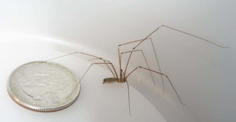 Фаланговидный фолькус (Pholcus phalangioides)