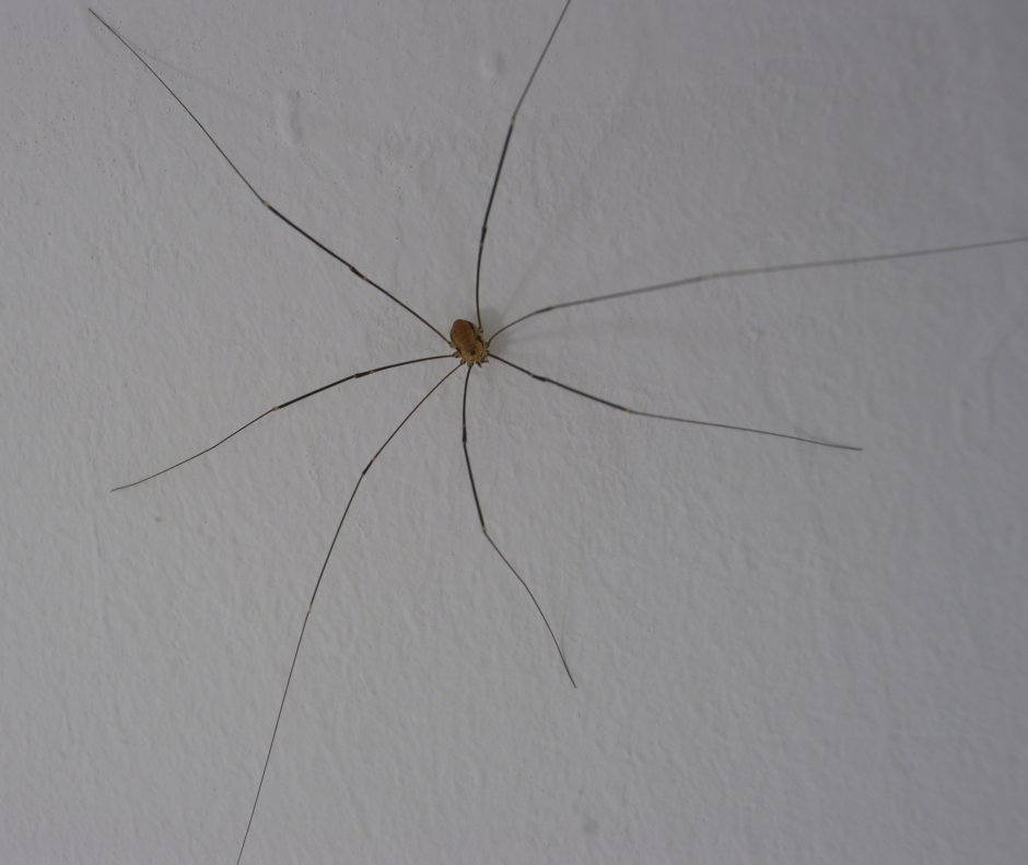 Паук сенокосец Домовой