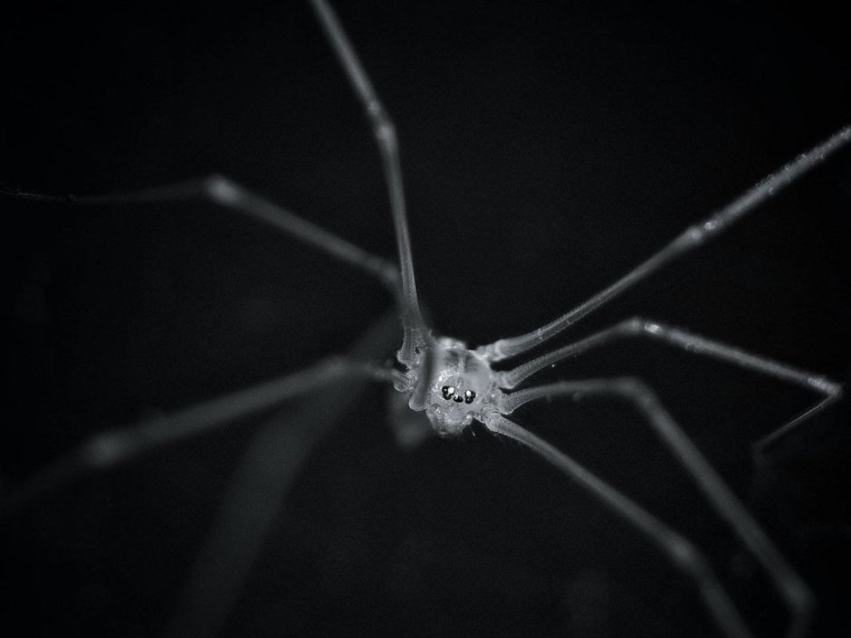 Черный домашний паук сенокосец