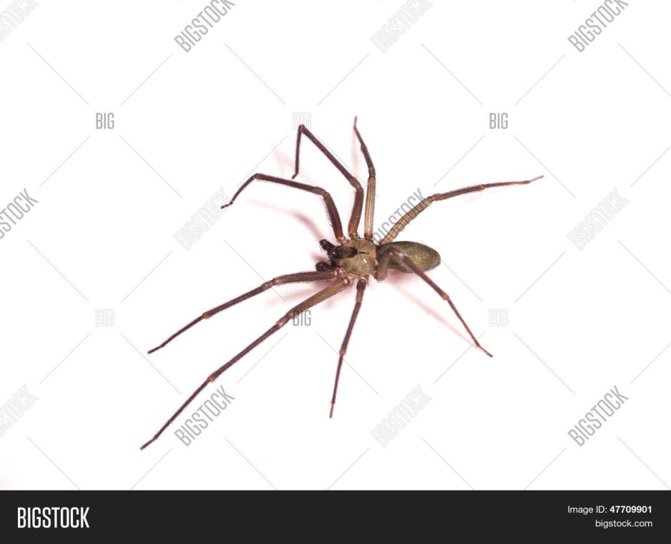 Паук коричневый с длинными лапами