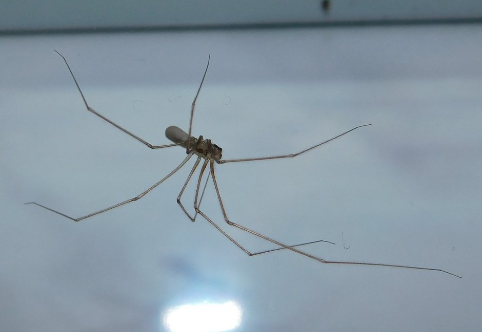 Паук сенокосец с длинными лапами