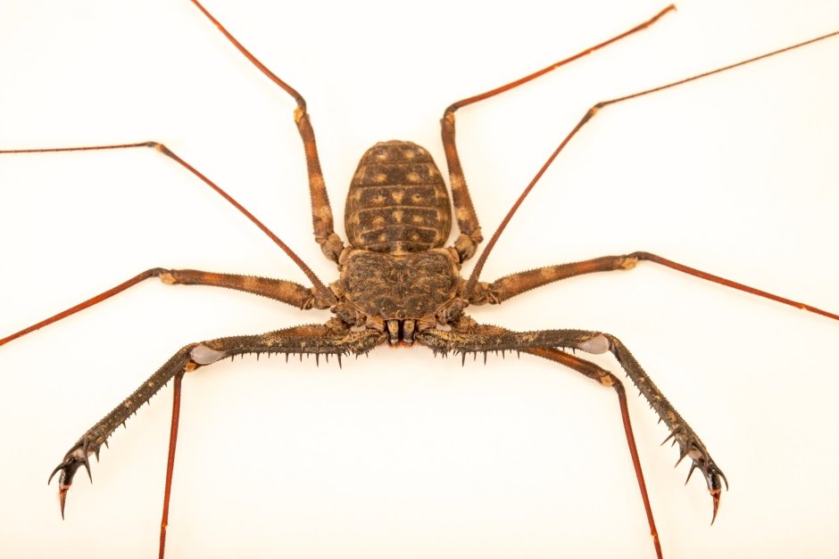 Фрин фаланга