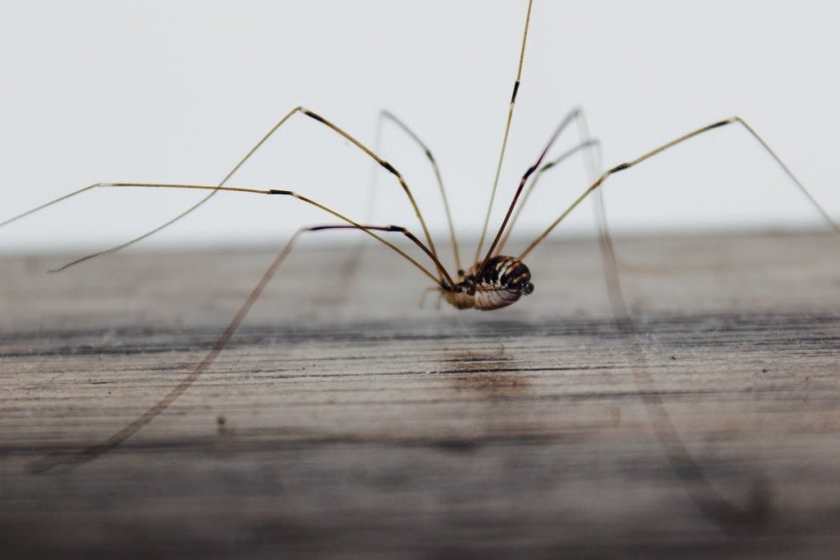 Жук сенокосец