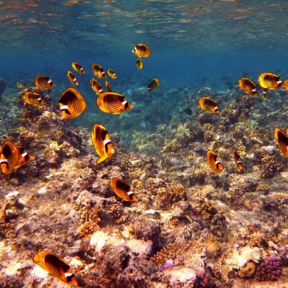 Красное море Египет