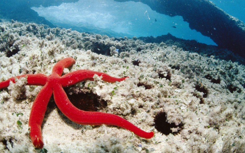 Морские звезды красного моря