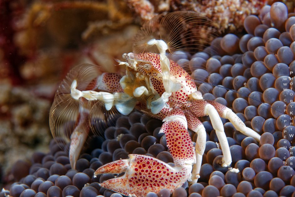 Красное море животный мир