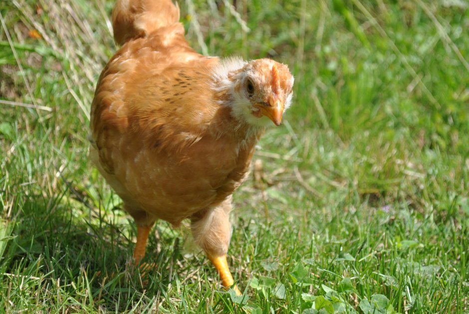 Нью Гемпшир куры