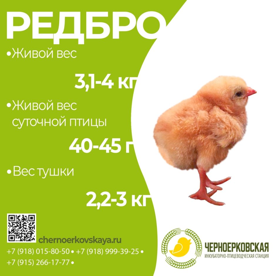 Цветной бройлер Редбро Франция суточный