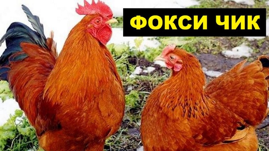 Фокси Чик Редбро мастер грей