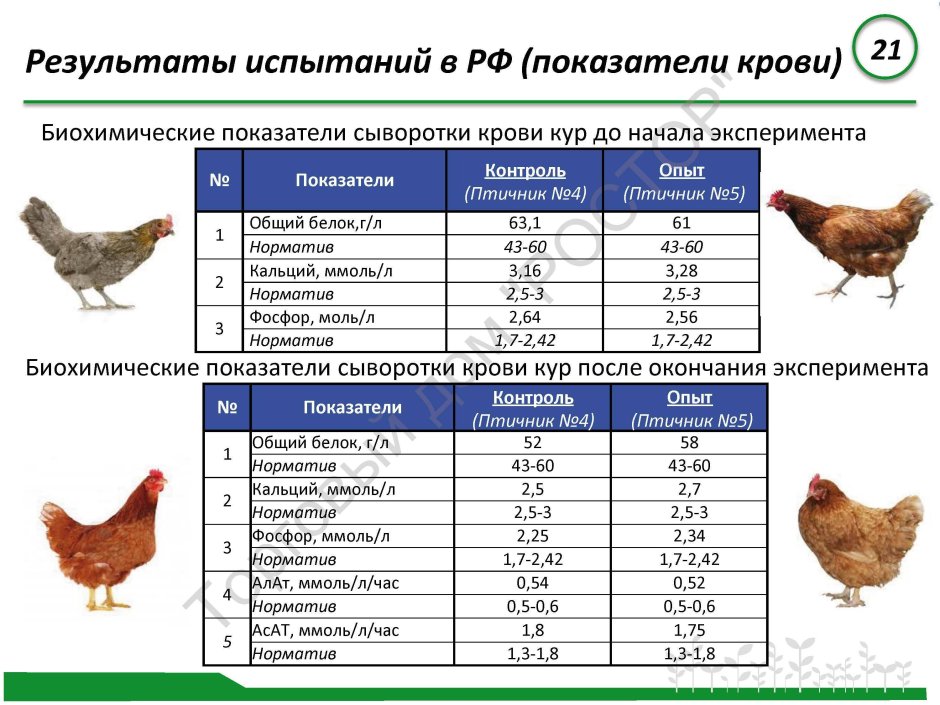 Норма кормления несушек Редбро
