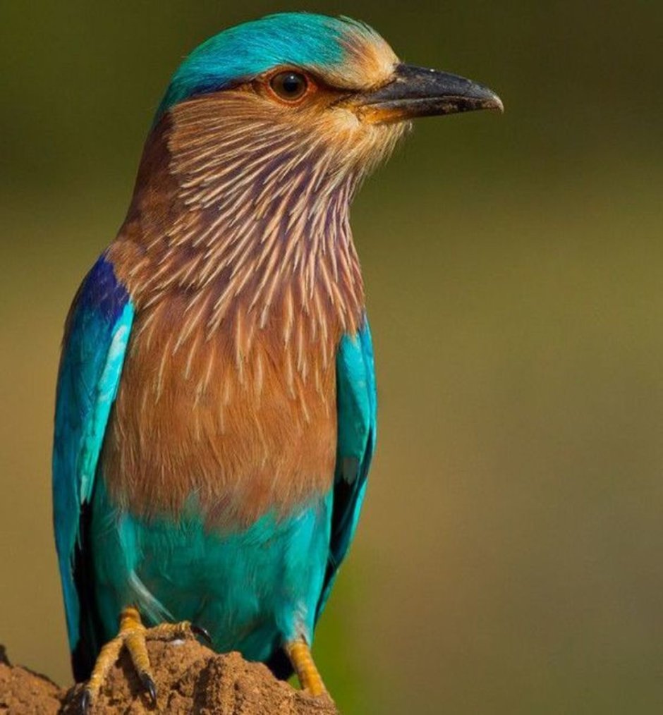 Coracias benghalensis