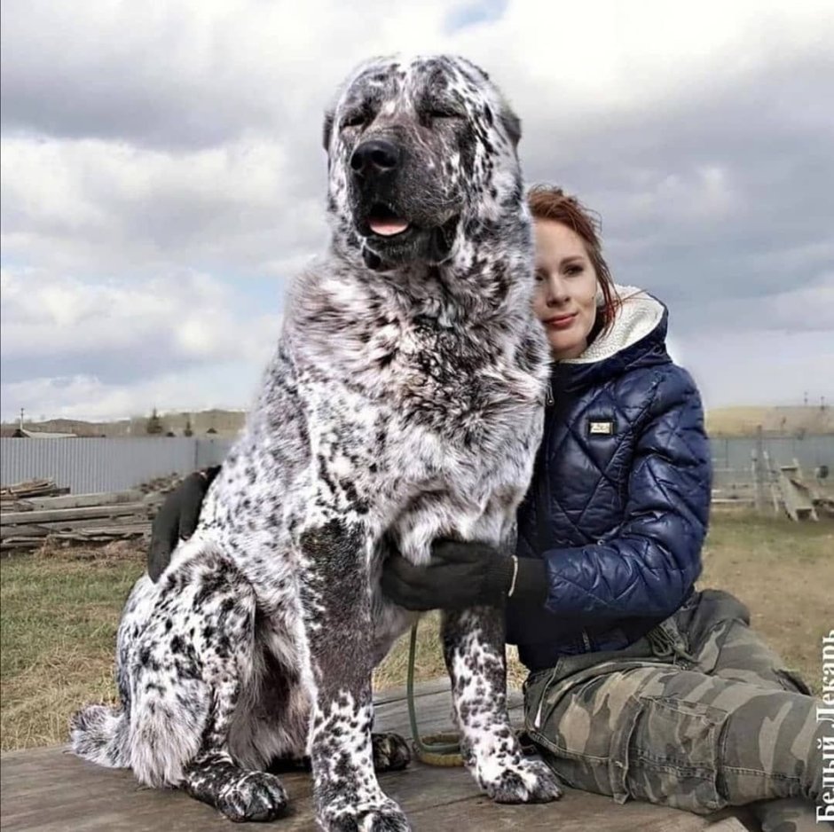 Ава Volkodav