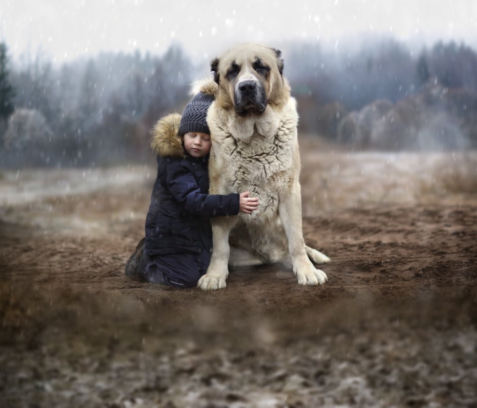 Елена Шумилова фотограф алабай